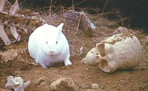The Rabbit of Caerbannog.webp