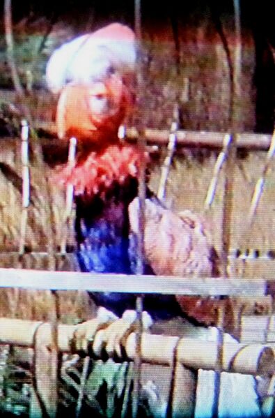File:Oozlum Bird.jpg